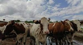 Объявлен конкурс на предоставление грантов на развитие животноводческих ферм молочного направления